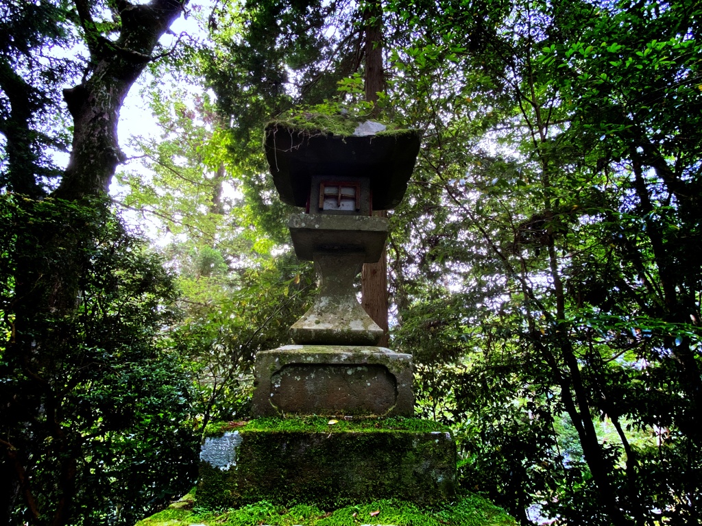苔のむすまで①