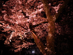 夜桜1
