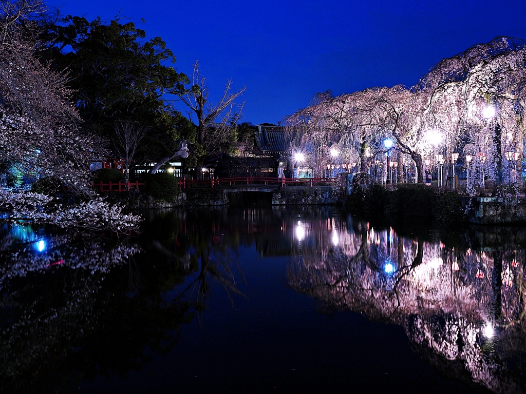 今頃夜桜！