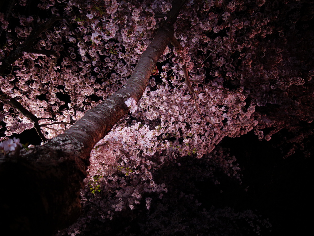 夜桜3