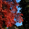 まだまだ紅葉
