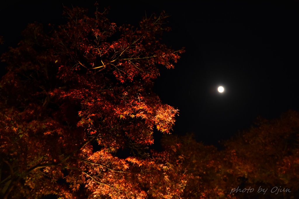 月と紅葉