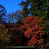 まだまだ紅葉②