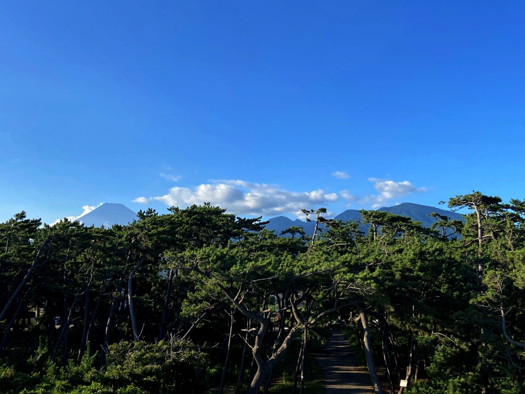 千本松と富士山