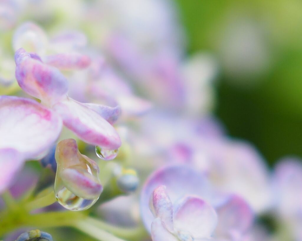 雨上がりの紫陽花