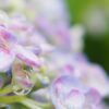 雨上がりの紫陽花