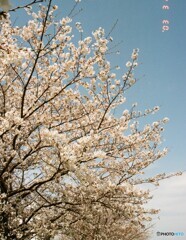 寒さお見舞い申し上げます(_ _;)