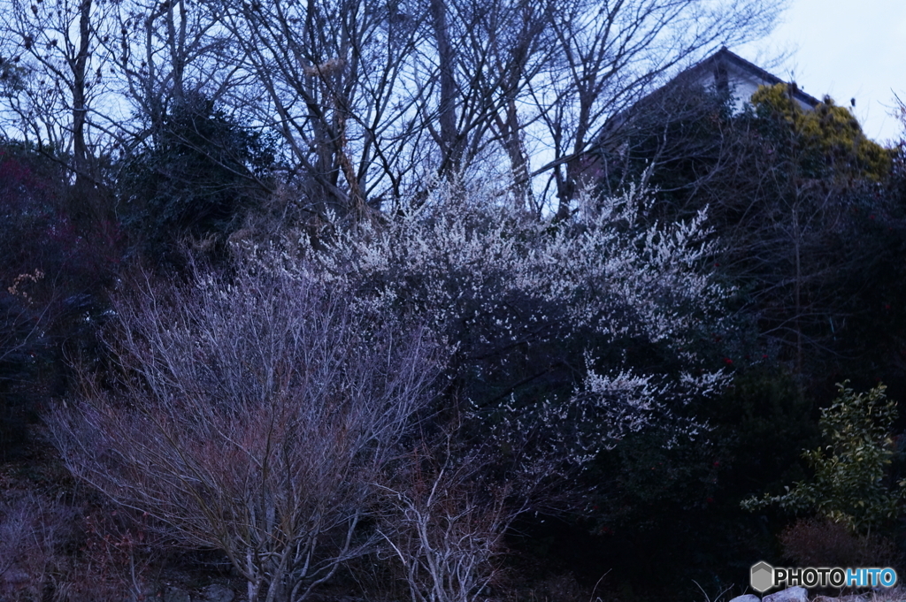 夕暮れに映える(=^・^=)