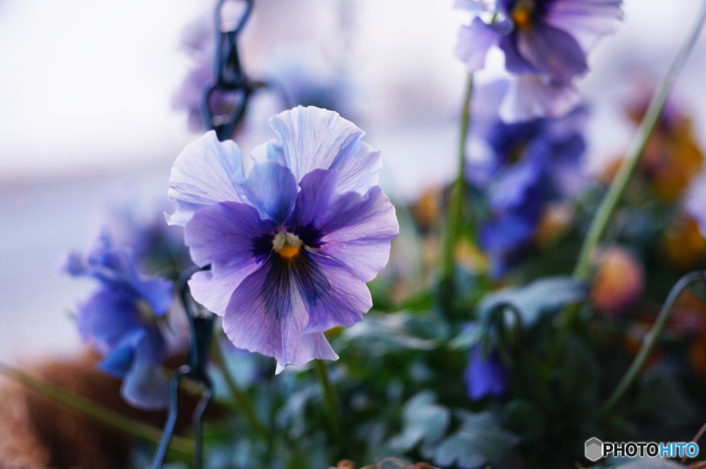 エクステンションチューブ使ってみました(=^・^=)