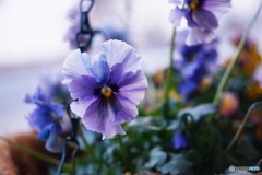 エクステンションチューブ使ってみました(=^・^=)