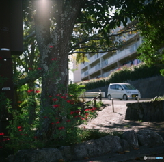 試写/ヤシカフレックスC型film