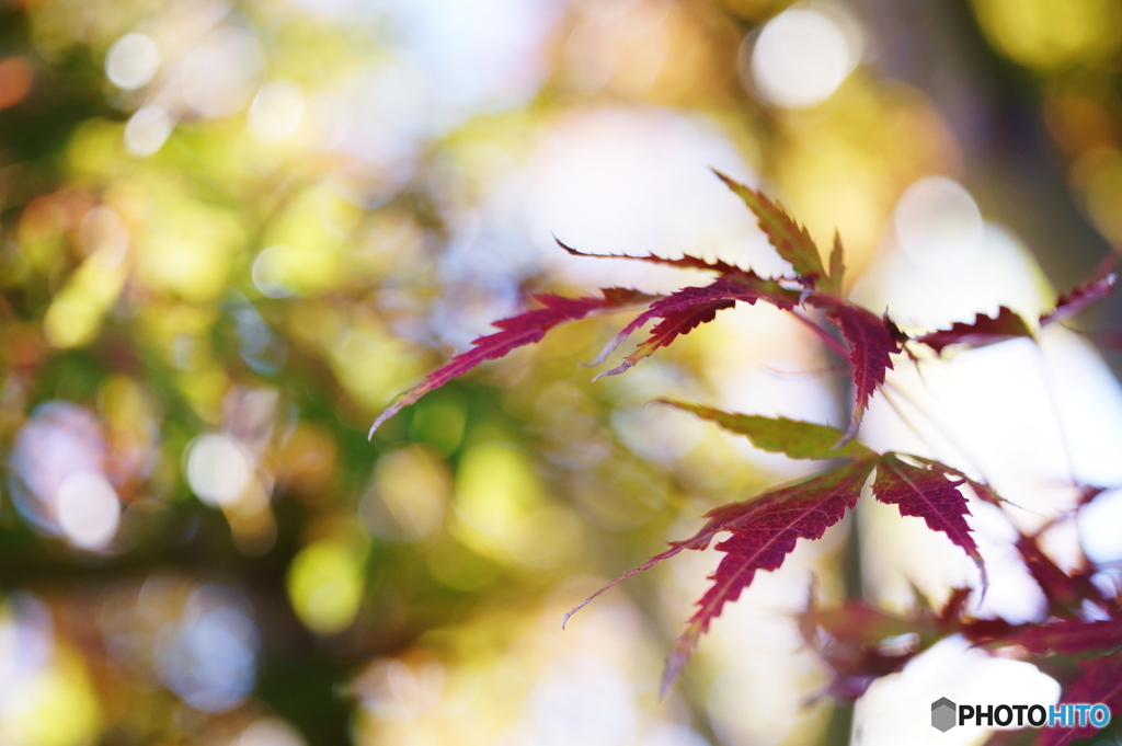 小さな秋(=^・^=)