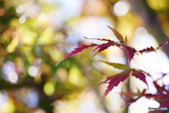 小さな秋(=^・^=)