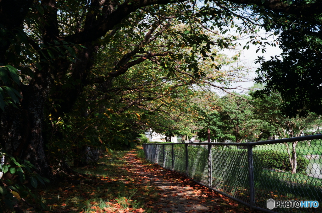 公園散歩コニカオートS(^o^;film