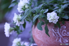 植え替えなきゃあね(=^・^=)
