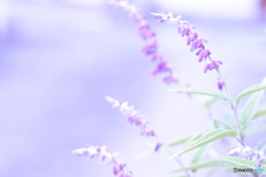 優しい霧に包まれてImage(^o^;
