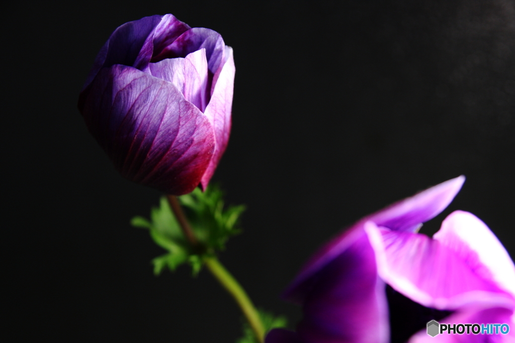 私閉じても美しいんです(^o^;