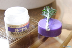 挿し芽本番③発根促進剤ドカッ！と(^o^;