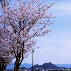 桜とボタ山(^o^)Film