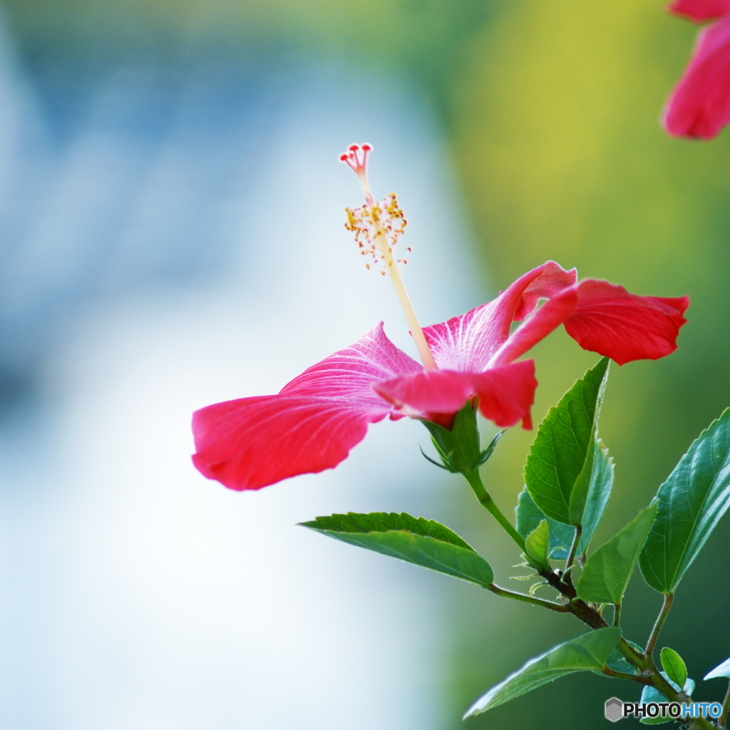 咲き続ける夏の花②