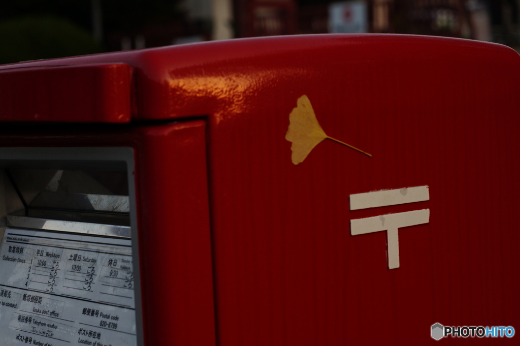 落ちてませんが落ち葉(=^・^=)