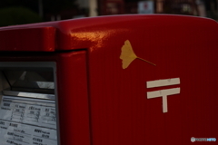 落ちてませんが落ち葉(=^・^=)