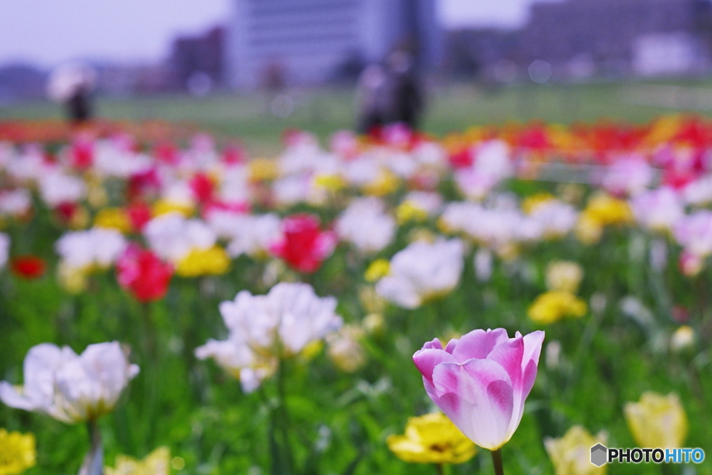 ☆メルヘン(=^・^=)film