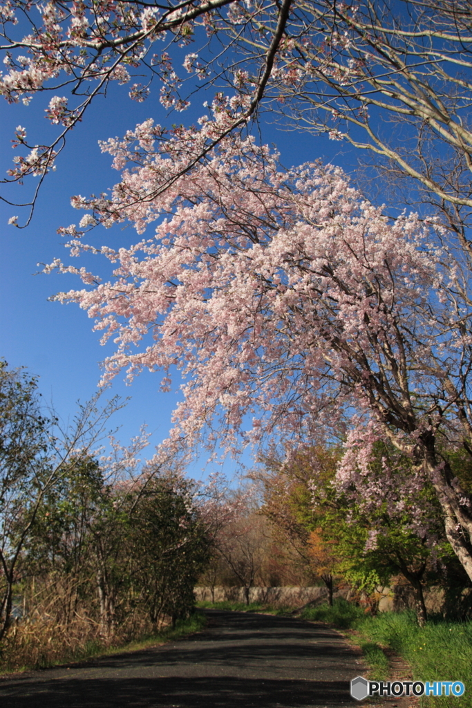 美しい散歩道(^o^)p