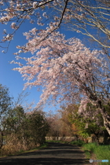 美しい散歩道(^o^)p