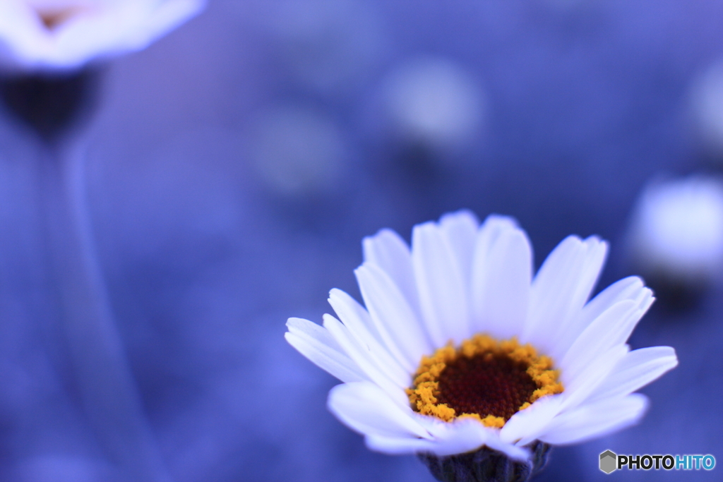 アフリカンアイズ(^o^;