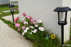 小ちゃな　ちっちゃな花壇(^o^)