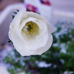 モナリザ雪に耐えるo((⊙﹏⊙))o.