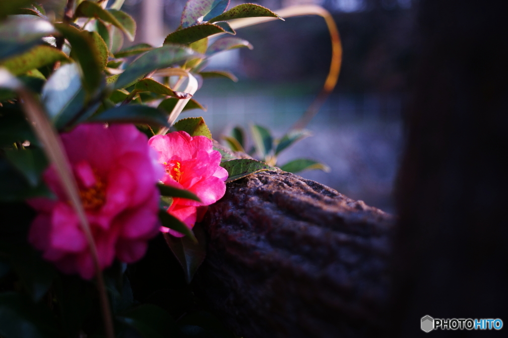 アトムレンズは見た！(⊙_⊙;)