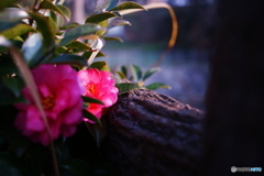 アトムレンズは見た！(⊙_⊙;)