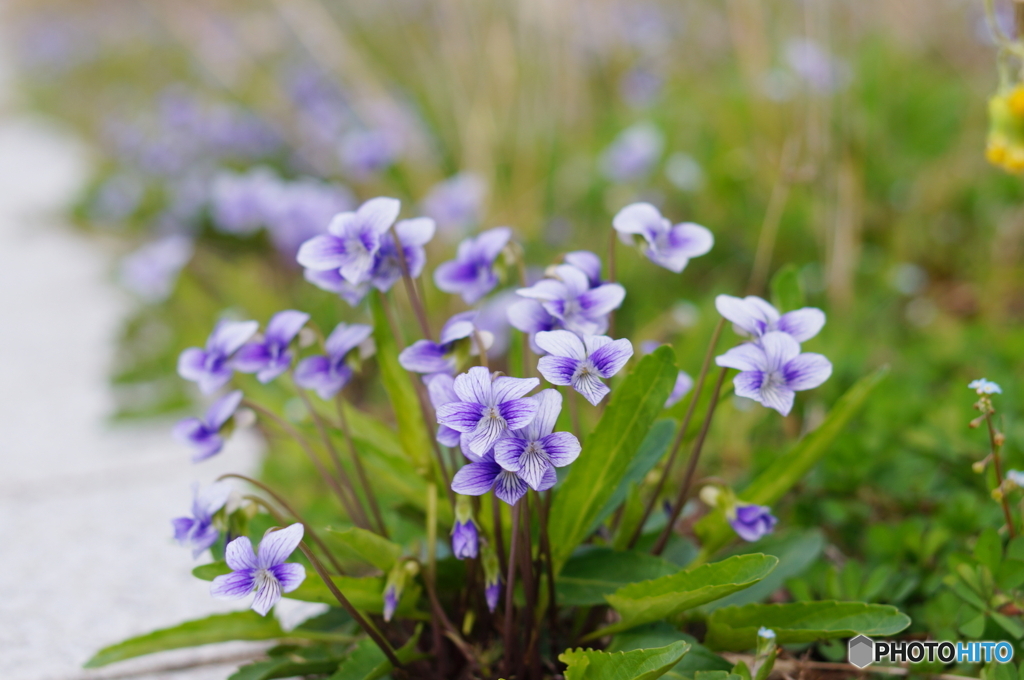 スミレの花咲いていました(^o^;b