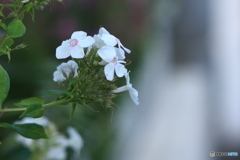 自称です(_ _;)rロングゾナーで撮ってみた③