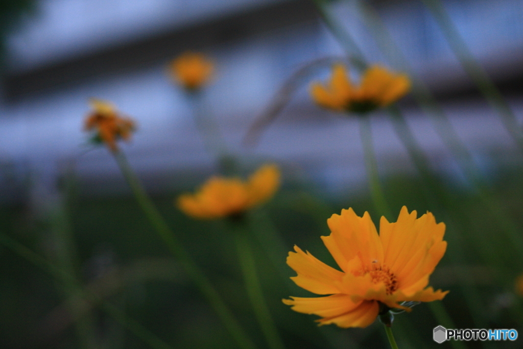 夕暮れの黄花コスモス(^o^;