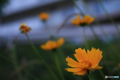 夕暮れの黄花コスモス(^o^;