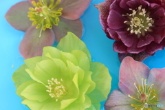 水面のクリスマスローズ