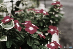 彩度下げています(_ _;)