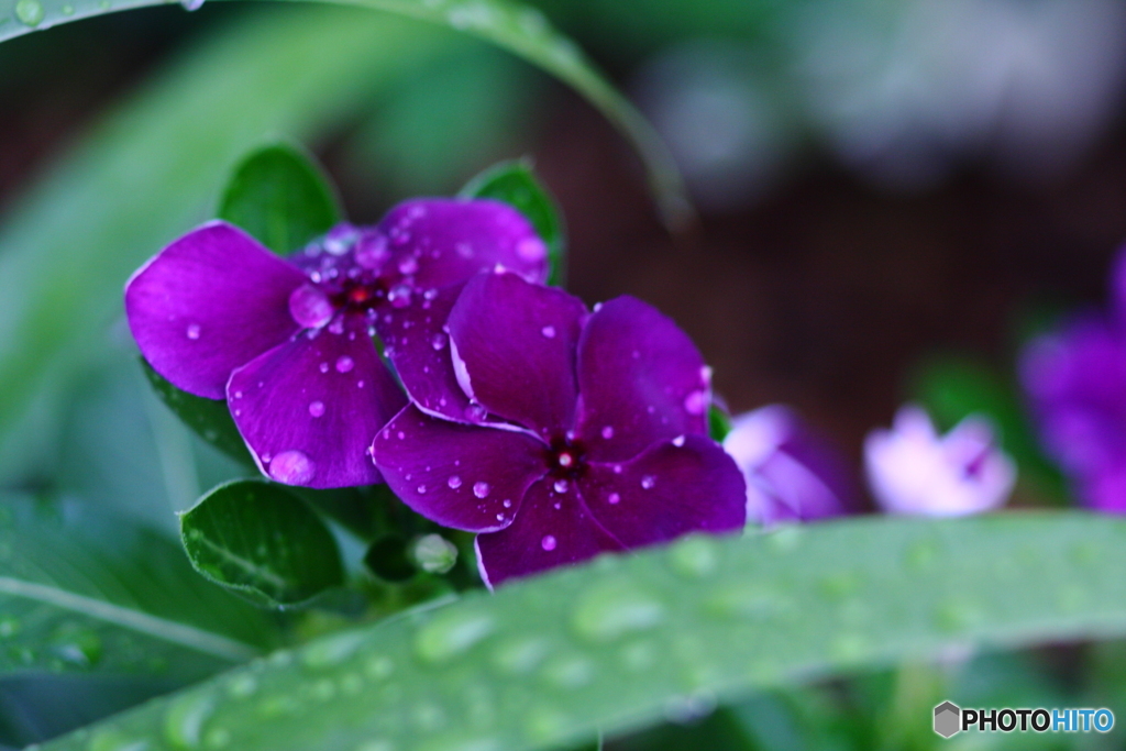 雨の日に映える(^o^)　※少しの間お休みしますm(_ _)m