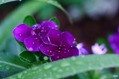 雨の日に映える(^o^)　※少しの間お休みしますm(_ _)m