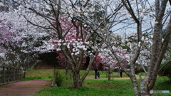 いつもの公園にて(=^・^=)