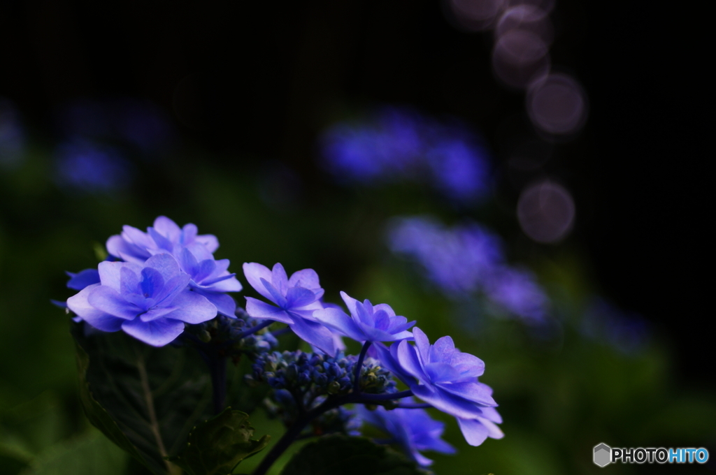 紫陽花の夢(^o^;