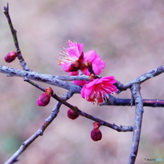 いや〜梅の花撮影難しいですね(^o^;