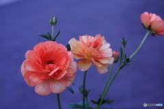 ラナンキュラス・ラックス(^o^)