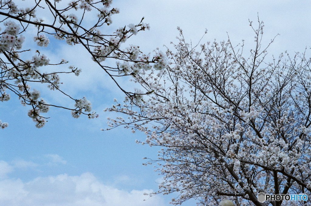 肌寒かった頃の桜l(=^・^=)film