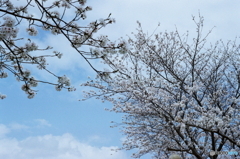 肌寒かった頃の桜l(=^・^=)film