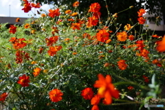 試写②/カラフル黄花コスモス(=^・^=)