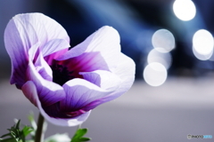 おとなになっても奇蹟はおこるよ(=^・^=)